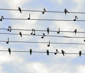 birds-2672101_1280.jpg